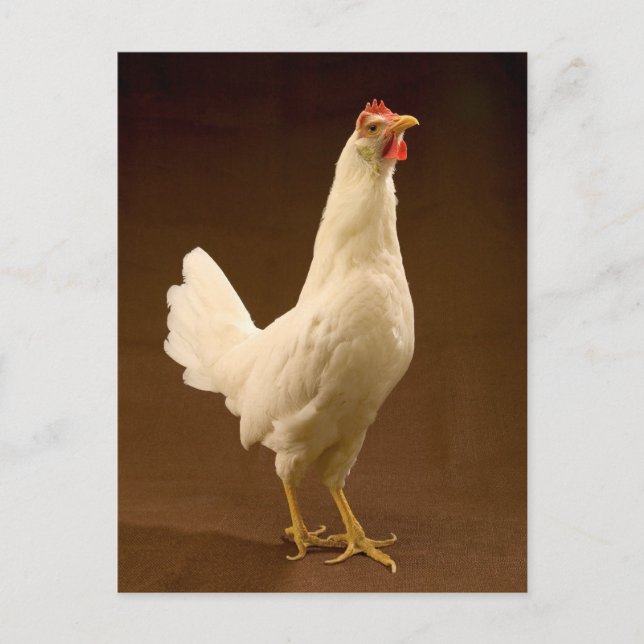 Postal White Leghorn Hen (Anverso)