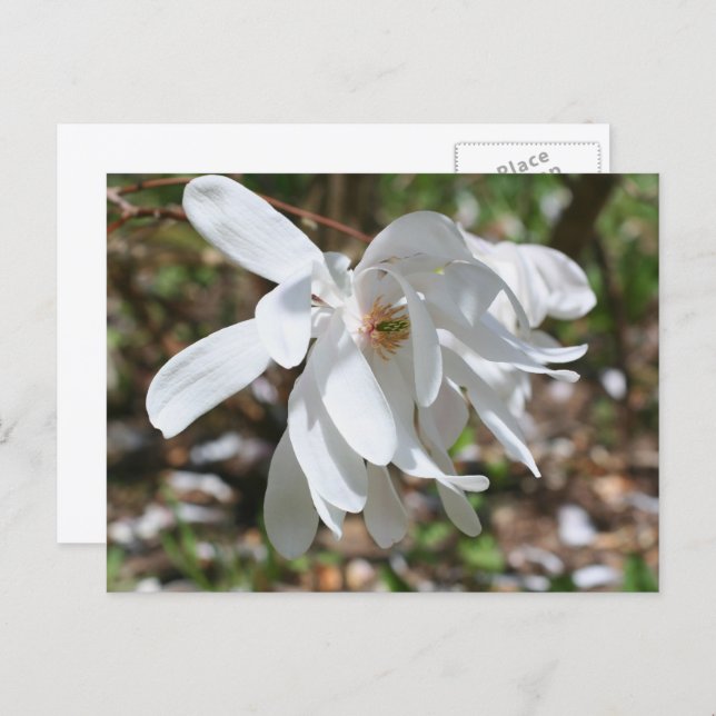 Postal White Magnolia Flower Personalized (Anverso / Reverso)