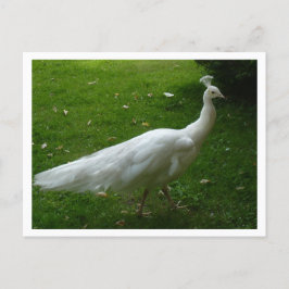 Postal White Peacock