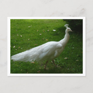 Postal White Peacock