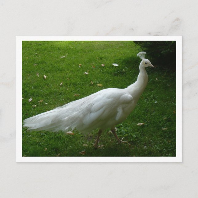 Postal White Peacock (Anverso)