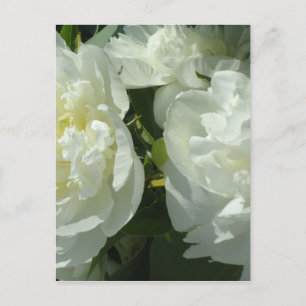 Postal White Peonies