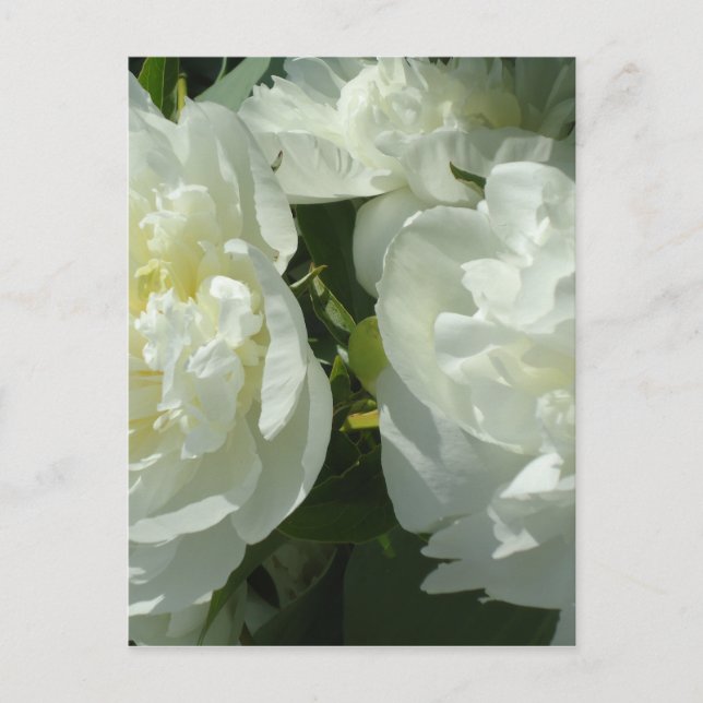 Postal White Peonies (Anverso)