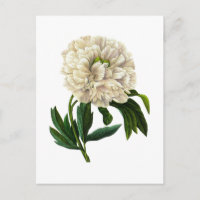 White Peony De Pierre Joseph Redoute