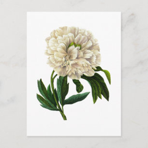 Postal White Peony De Pierre Joseph Redoute