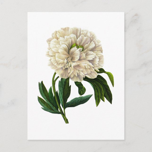 Postal White Peony De Pierre Joseph Redoute (Anverso)
