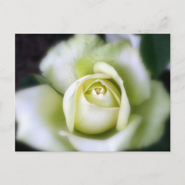 Postal White Rose Soft Focus (Anverso)