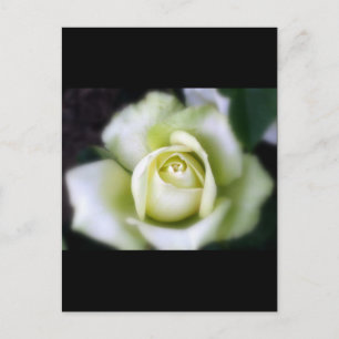 Postal White Rose Soft Focus
