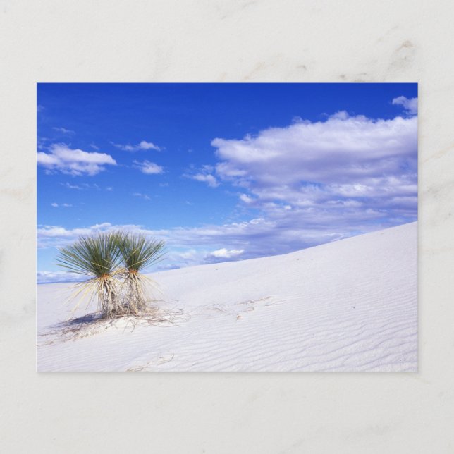 Postal White Sands NM, Nuevo México, Estados Unidos (Anverso)