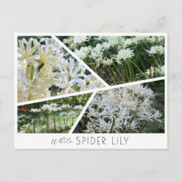 Postal White Spider Lily