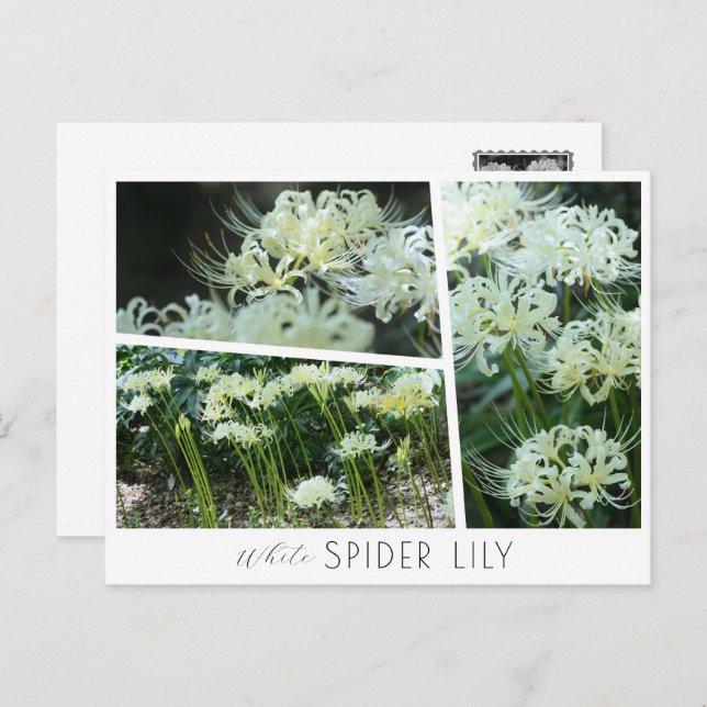 Postal White Spider Lily (Anverso / Reverso)