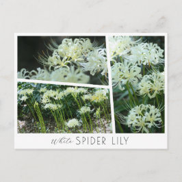 Postal White Spider Lily