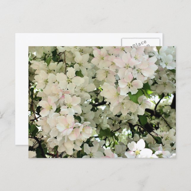 Postal White Spring Blossoms Flower Photography (Anverso / Reverso)