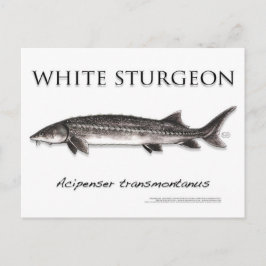 Postal White Sturgeon-White-Postcard-3D
