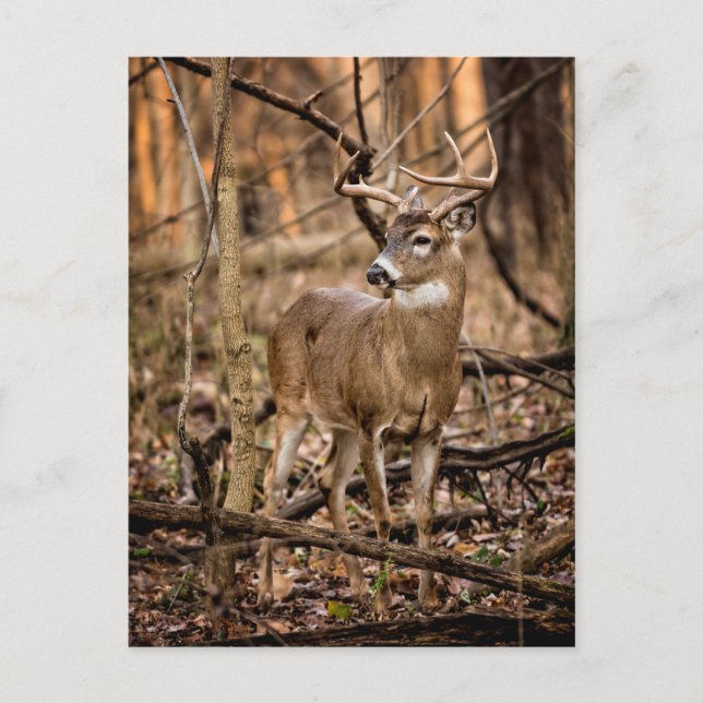 Postal White Tail Deer Buck (Anverso)