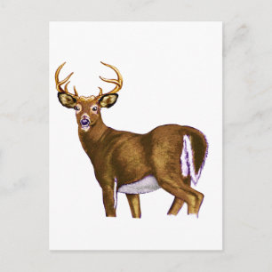 Postal White Tail Deer Buck