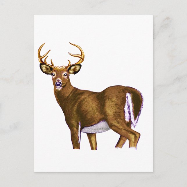 Postal White Tail Deer Buck (Anverso)