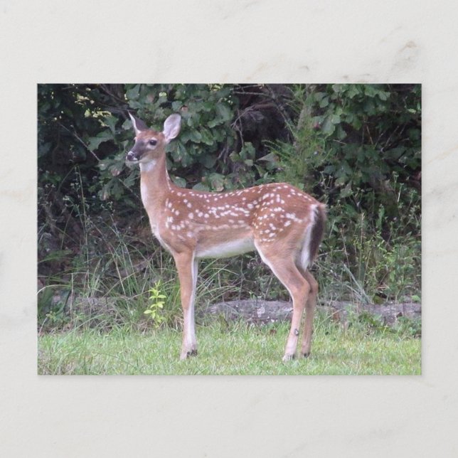 Postal White tailed fawn Postcard (Anverso)