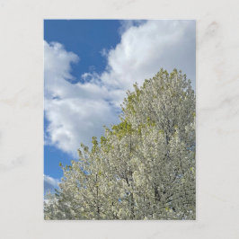 Postal White Tree Blue Sky Clouds Photo