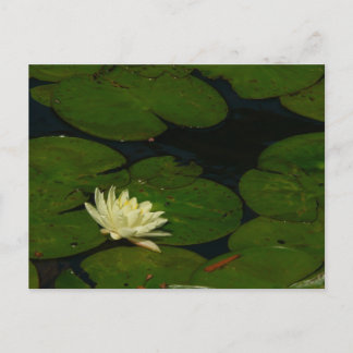 Postal White Waterlily I Fotografía Floral Pacífica