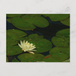 Postal White Waterlily I Fotografía Floral Pacífica