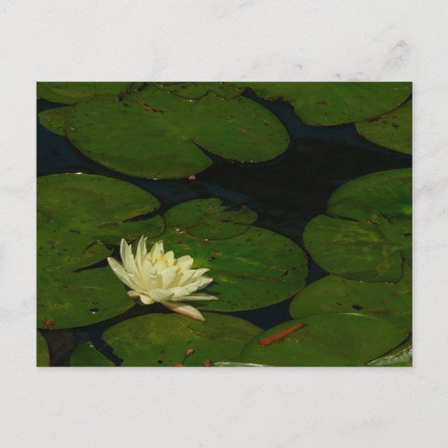 Postal White Waterlily I Fotografía Floral Pacífica (Anverso)