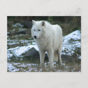 Postal White Wolf en invierno