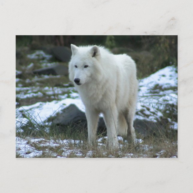 Postal White Wolf en invierno (Anverso)