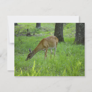 Postal Whitetail Deer