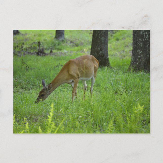 Postal Whitetail Deer (Anverso)