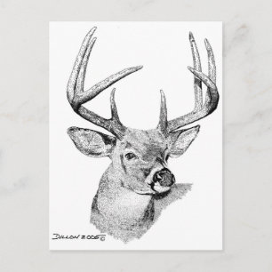 Postal Whitetail Deer