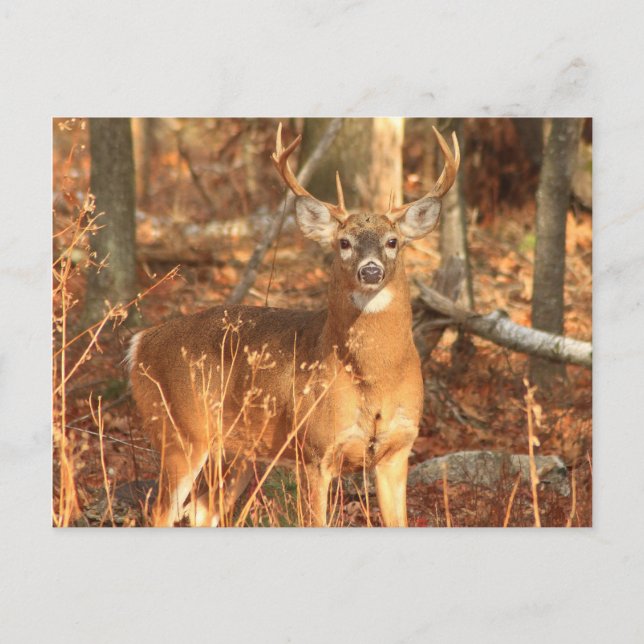 Postal Whitetail Deer Buck (Anverso)