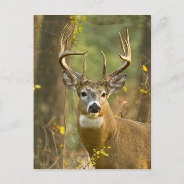 Postal Whitetail Deer Buck | Pescado blanco, Montana (Anverso)