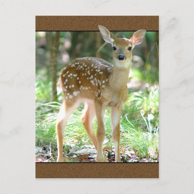 Postal Whitetail Deer Fawn (Anverso)