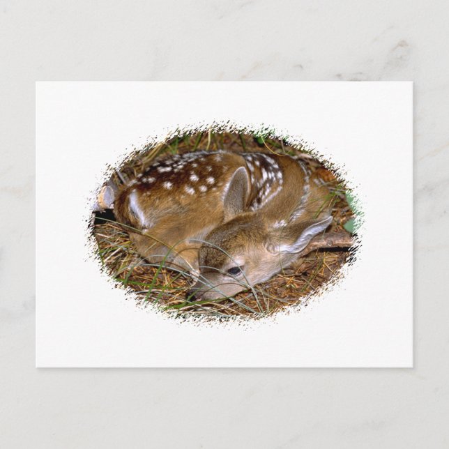 Postal Whitetail Deer Fawn (Anverso)