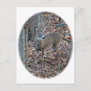 Postal Whitetail Deer Spike Buck Series
