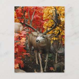 Postal Whitetail En Otoño
