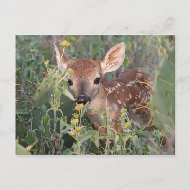 Postal Whitetail Fawn (Anverso)