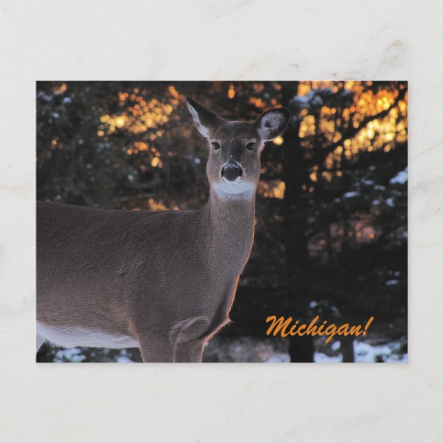 Postal Whitetail Sunset (Anverso)