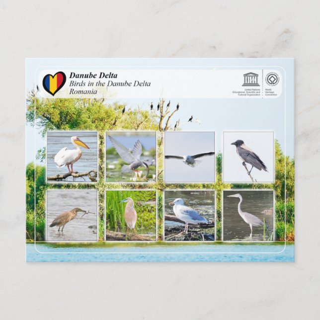 Postal WHS de UNESCO - Aves en el delta del Danubio (Anverso)