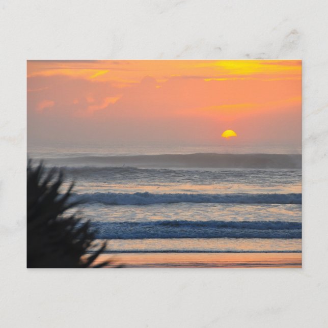 Postal Wilbur by the Sea Palm Sunrise Florida Postcard (Anverso)