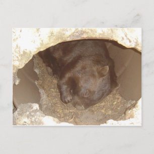 Postal Wild About Wombats