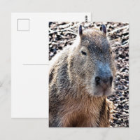 WILD ANIMAL CAPYBARA