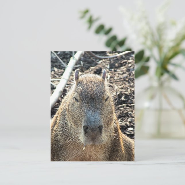 POSTAL WILD ANIMAL CAPYBARA (Anverso de pie)