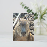 WILD ANIMAL CAPYBARA