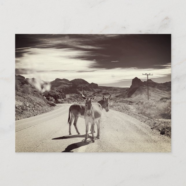 Postal Wild Burros en California (Anverso)