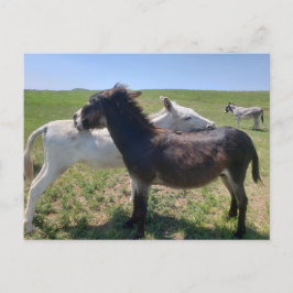 Postal Wild Burros, Parque Estatal Custer, Dakota del Sur