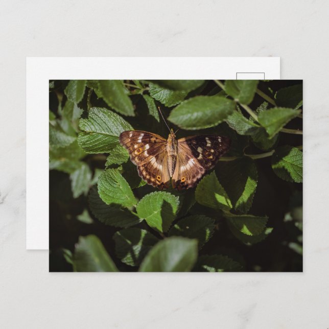 Postal Wild Butterfly in Green Foliage (Anverso / Reverso)
