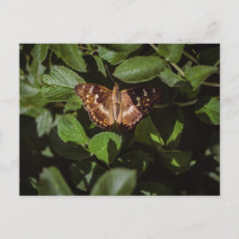 Postal Wild Butterfly in Green Foliage
