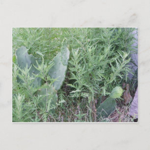 Postal Wild Cactus South Texas